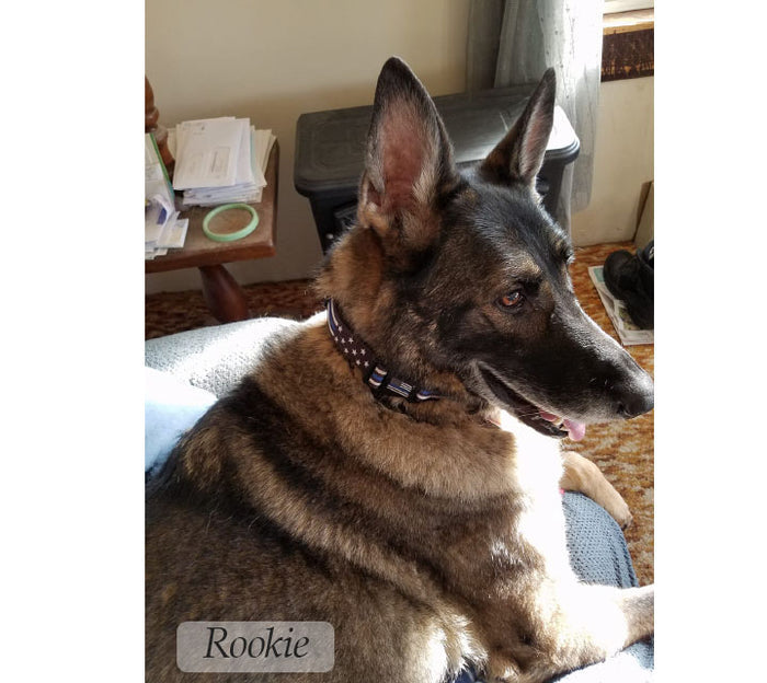 Dog Collar - Stars and Stripes Thin Blue Line