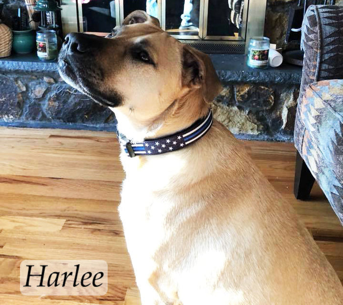 Dog Collar - Stars and Stripes Thin Blue Line
