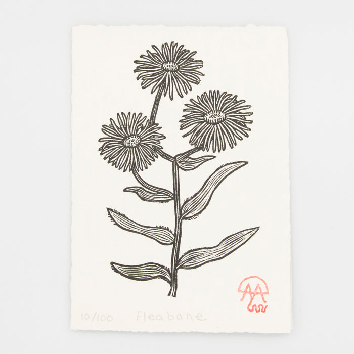 Fleabane Print