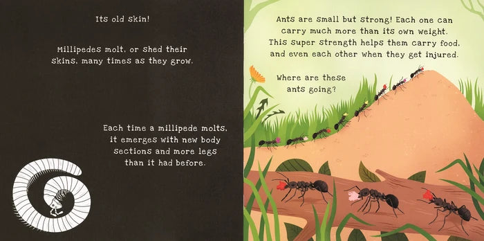 USBORNE Shine-a-Light - Backyard Bugs